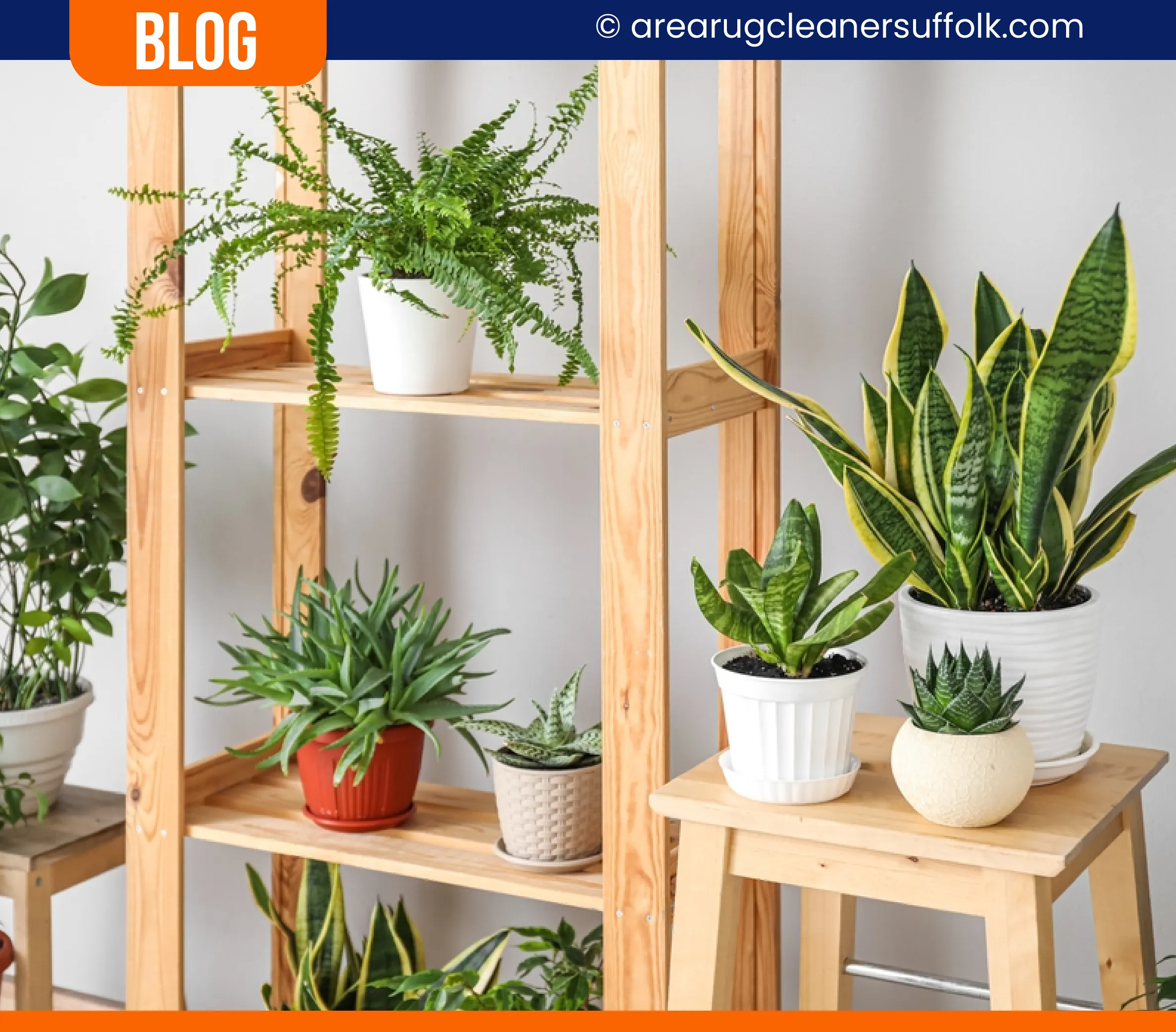 carpet cleaning in the suffolk, carpet cleaning in the suffolk, carpet cleaning the suffolk, carpet cleaners in the suffolk, carpet cleaners in the suffolk, commercial carpet cleaning, commercial carpet cleaning in the suffolk, the suffolk rug cleaners, rug cleaning services in the suffolk, same day carpet cleaning, same day rug cleaning