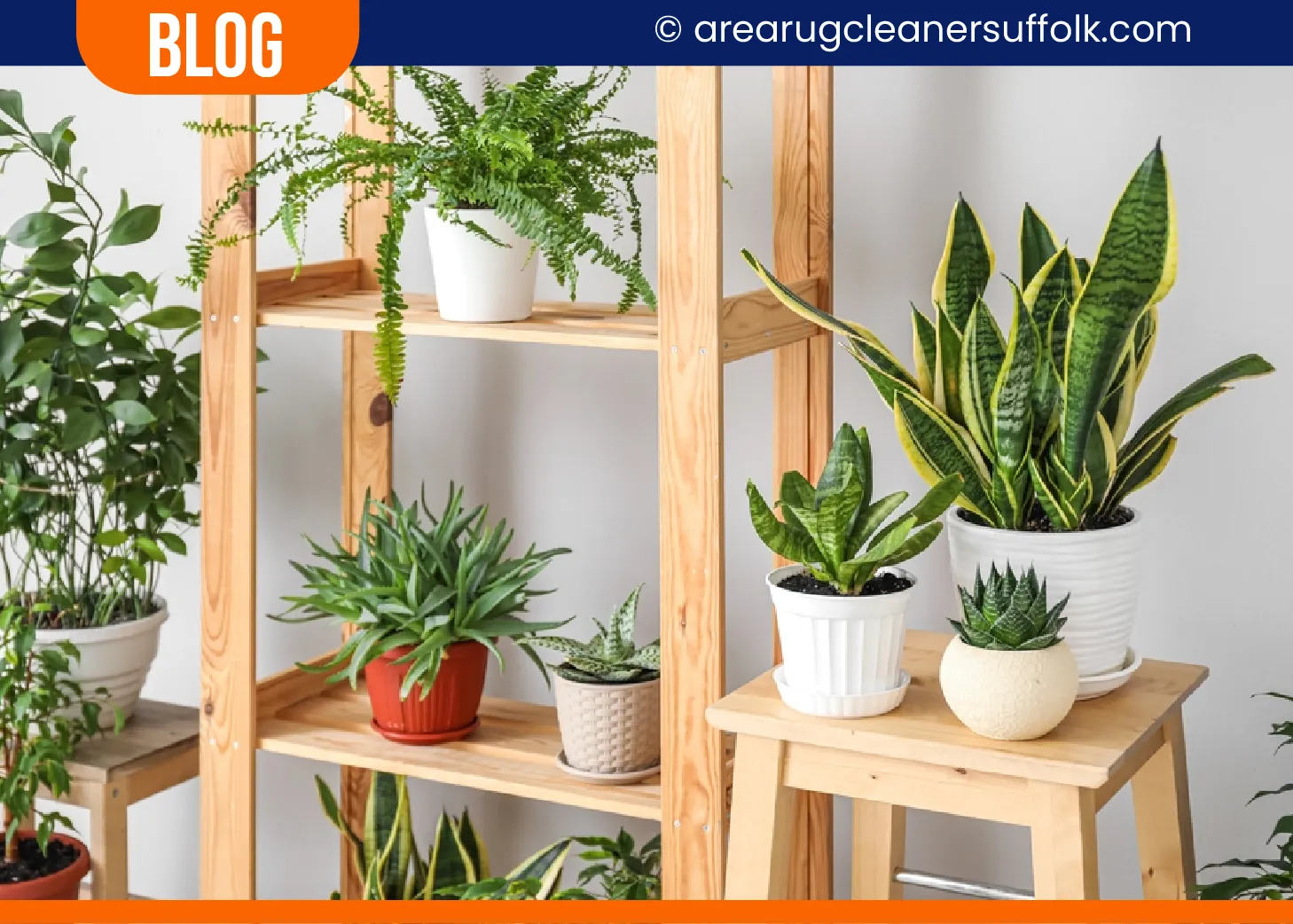 carpet cleaning in the suffolk, carpet cleaning in the suffolk, carpet cleaning the suffolk, carpet cleaners in the suffolk, carpet cleaners in the suffolk, commercial carpet cleaning, commercial carpet cleaning in the suffolk, the suffolk rug cleaners, rug cleaning services in the suffolk, same day carpet cleaning, same day rug cleaning